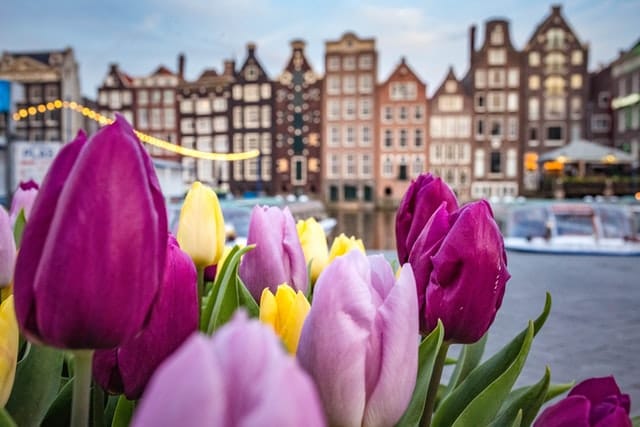 Amsterdam Netherlands Tulips picture with the city in the back